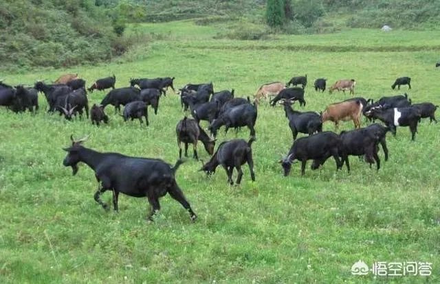 搞养殖业,养羊、养猪、养牛哪个好?为何?