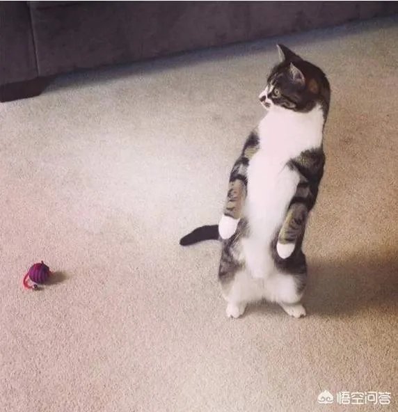 猫为什么可以站着?