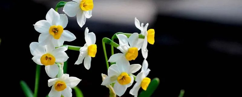 水仙花每日几点钟开花？
