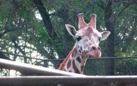 昆明动物园长颈鹿海荣为何身亡?