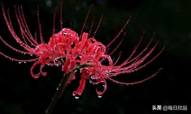彼岸花的花语和图片？