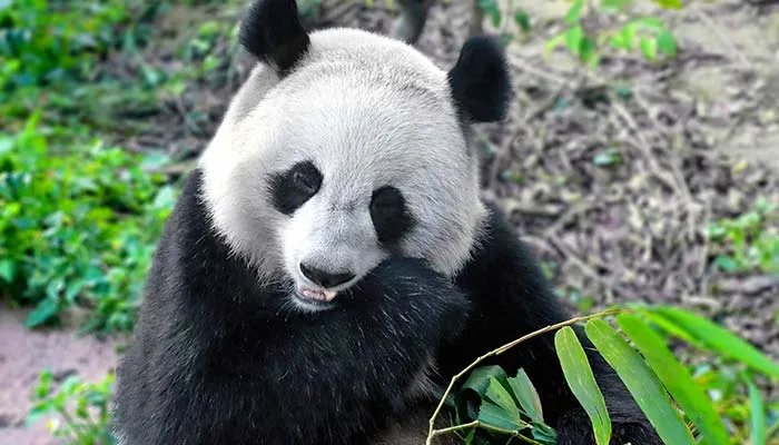食铁兽是什么动物 食铁兽是什么
