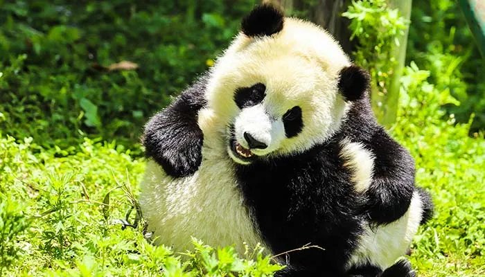 食铁兽是什么动物 食铁兽是什么