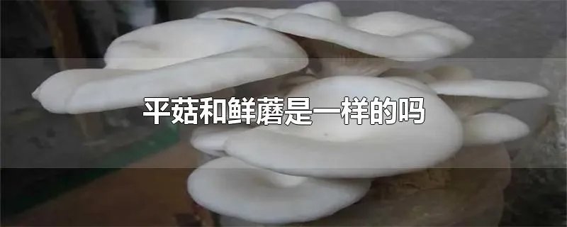 平菇和鲜蘑是一样的吗