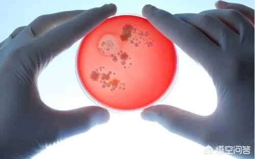 如果发现人类是高级文明培养实验品,会对现在社会有什么影响?