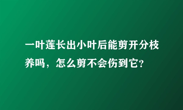 一叶莲长出小叶后能剪开分枝养吗，怎么剪不会伤到它？