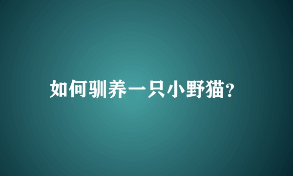 如何驯养一只小野猫？
