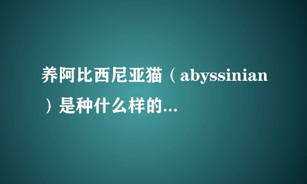 养阿比西尼亚猫(abyssinian)是种什么样的体验?这个品种有什么特点?