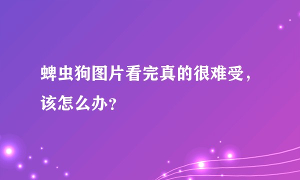 蜱虫狗图片看完真的很难受，该怎么办？